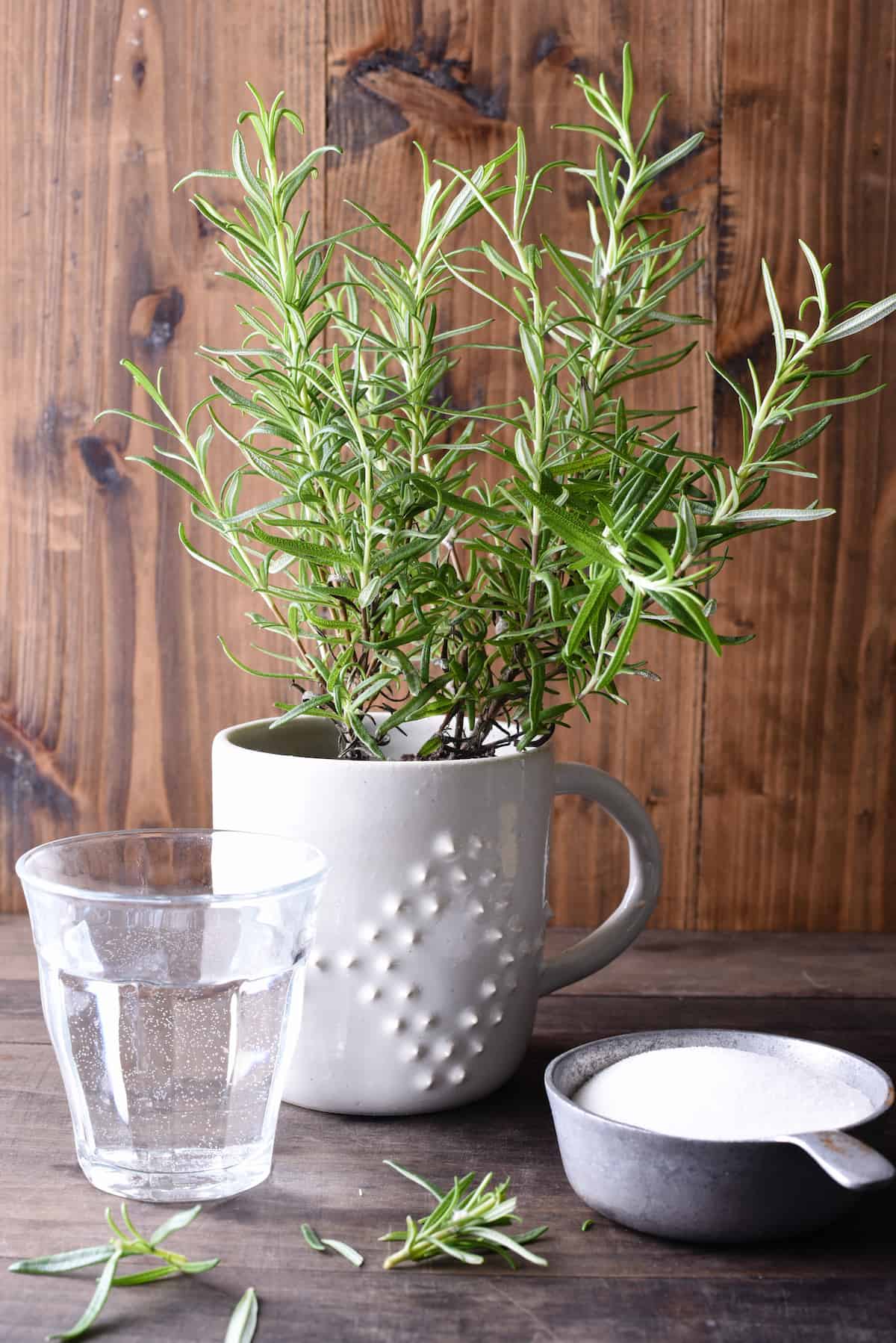 This homemade Rosemary Simple Syrup will make you feel like a fancy bartender, right in your own kitchen. Whip up a batch of this, and use it for whisky, gin, vodka or mocktails. | foxeslovelemons.com Glass of water, small pine-like plant and cup of white sugar against wooden backdrop.