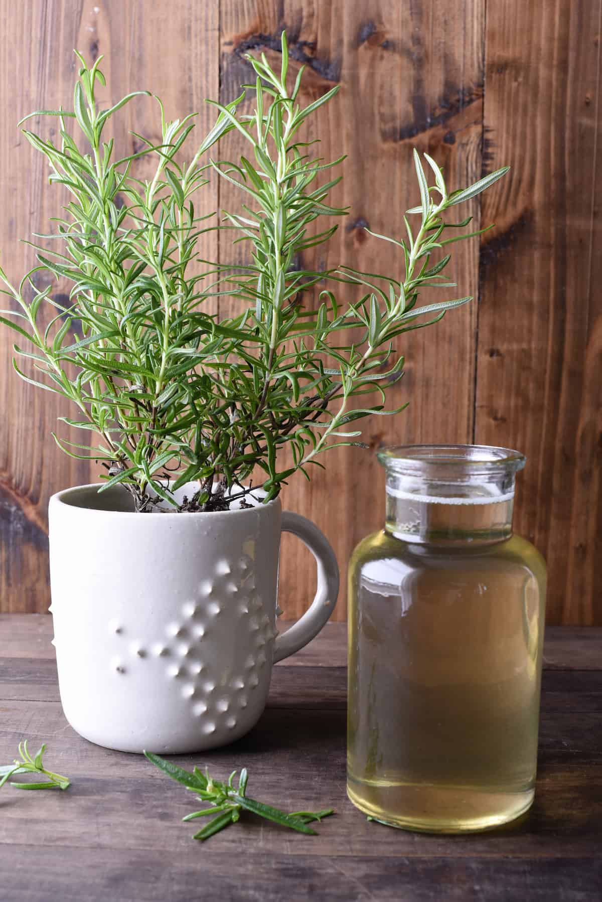 This homemade Rosemary Simple Syrup will make you feel like a fancy bartender, right in your own kitchen. Whip up a batch of this, and use it for whisky, gin, vodka or mocktails. | foxeslovelemons.com Small bottle of rosemary simple syrup and rosemary plant against wooden backdrop.